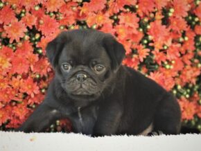 Photo of Oliver