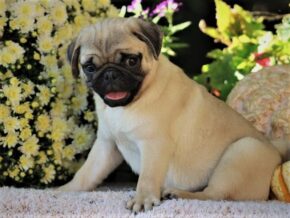 Photo of Caramel