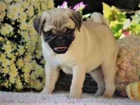 Photo of Caramel