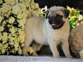 Photo of Caramel