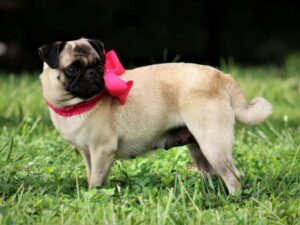 Corina, our Pug dam at Rocky Top Puppies