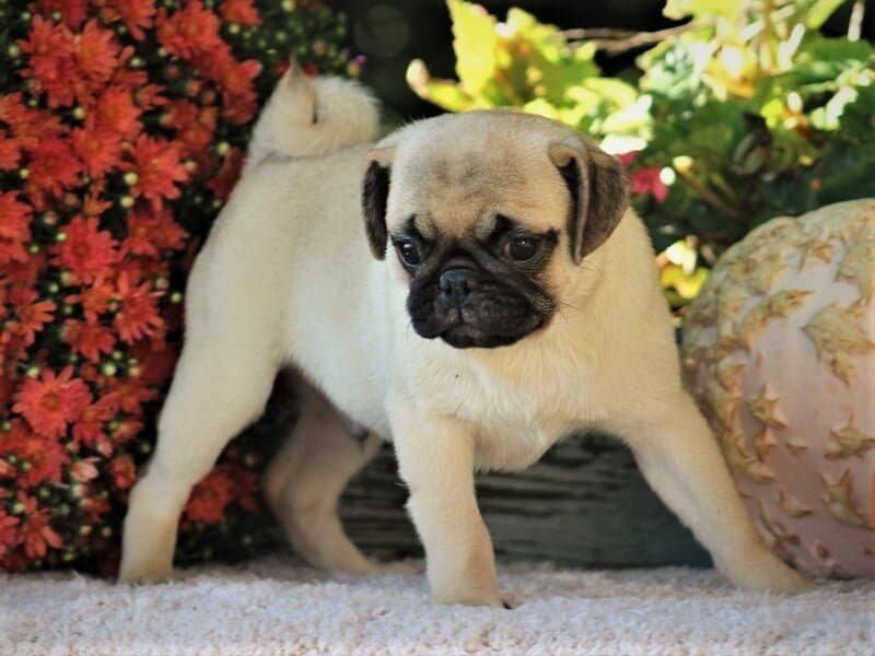 Cappuccino, a Pug puppy in Kentucky.