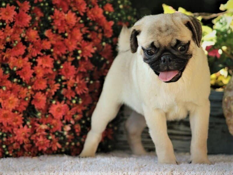 Cappuccino, a Pug puppy in Kentucky.