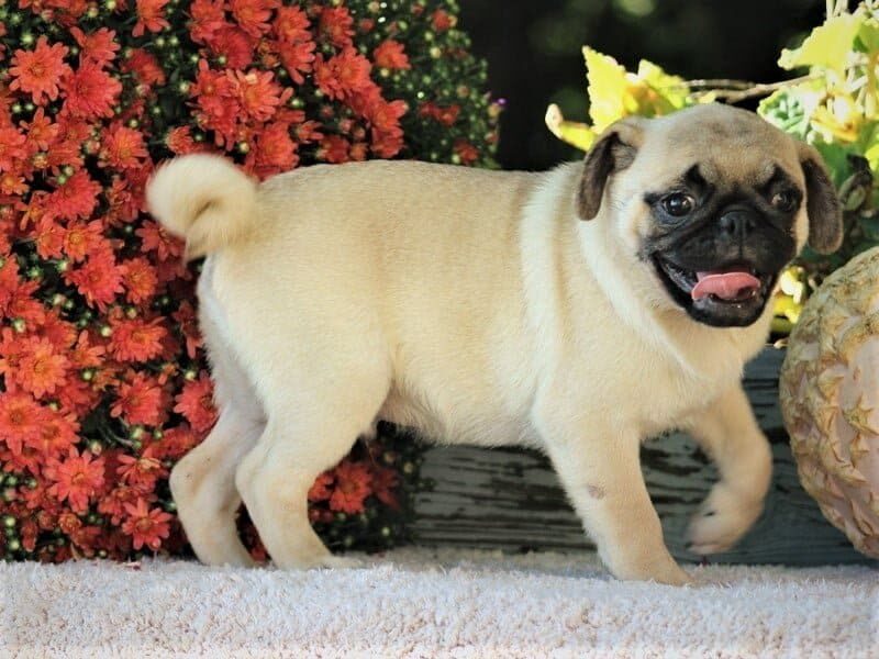 Cappuccino, a Pug puppy in Kentucky.