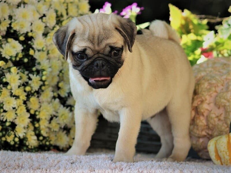 Caramel, a Pug puppy in Kentucky.