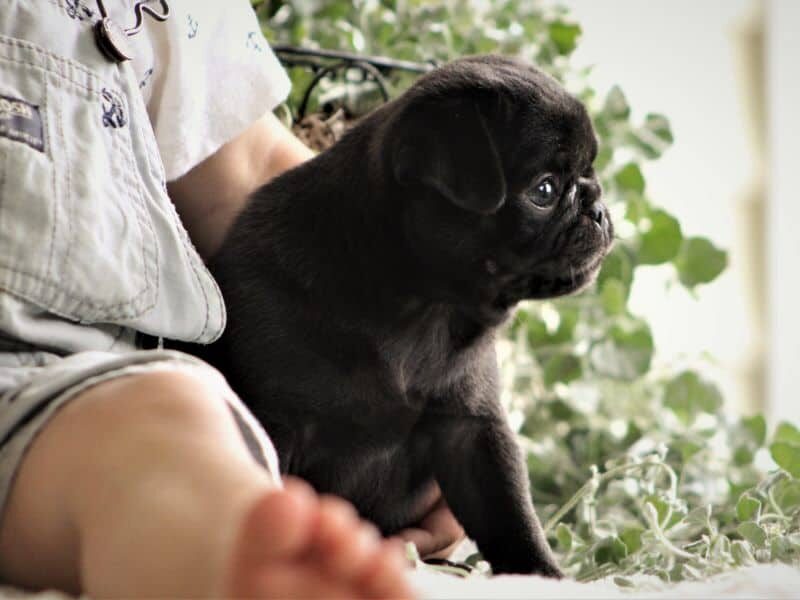 Cocoa, a Pug puppy at Rocky Top Puppies in Kentucky.