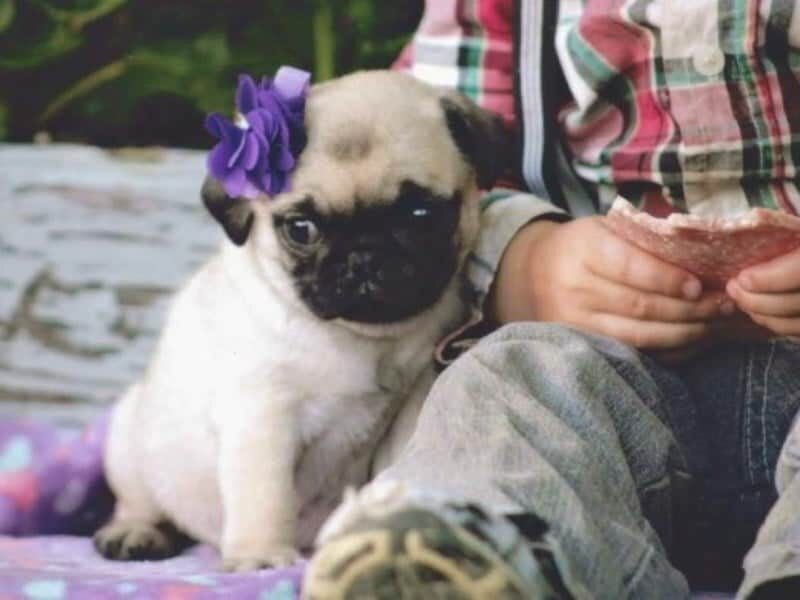 Katrina, a Pug puppy in Kentucky.