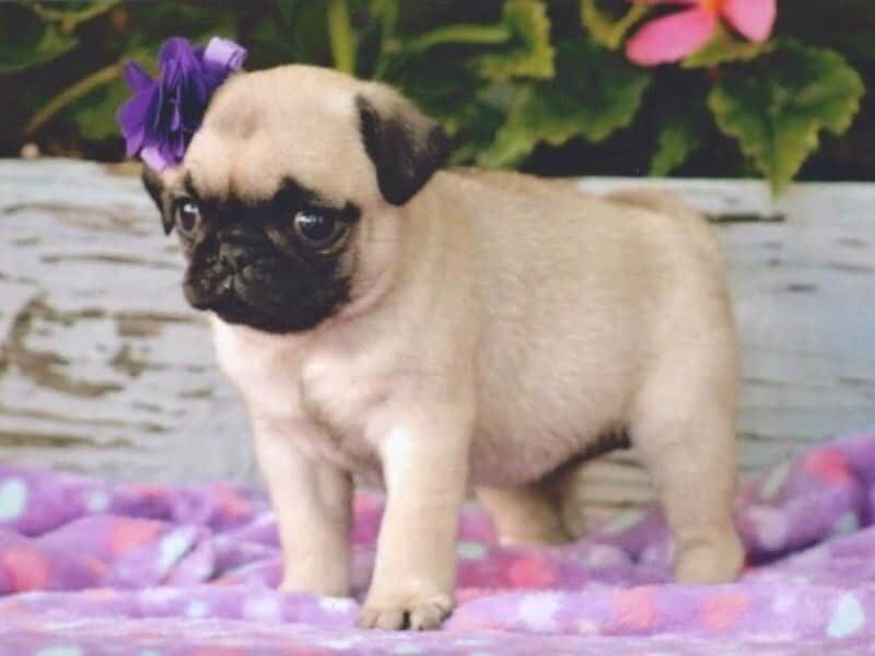 Kimberly, a Pug puppy at Rocky Top Puppies in Kentucky.
