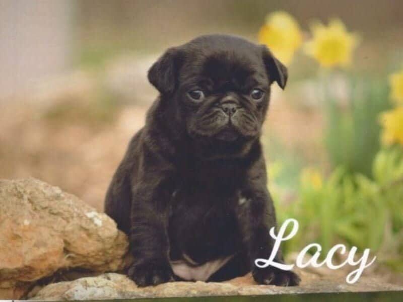 Lacey, a Pug puppy in Kentucky.