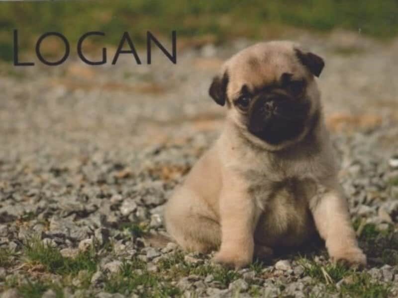 Logan, a Pug puppy at Rocky Top Puppies in Kentucky.