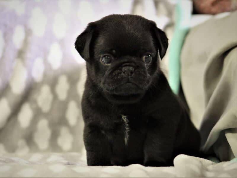 Oliver image