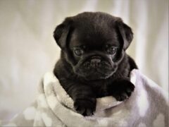 Photo3 for Oliver