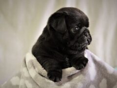 Photo2 for Oliver