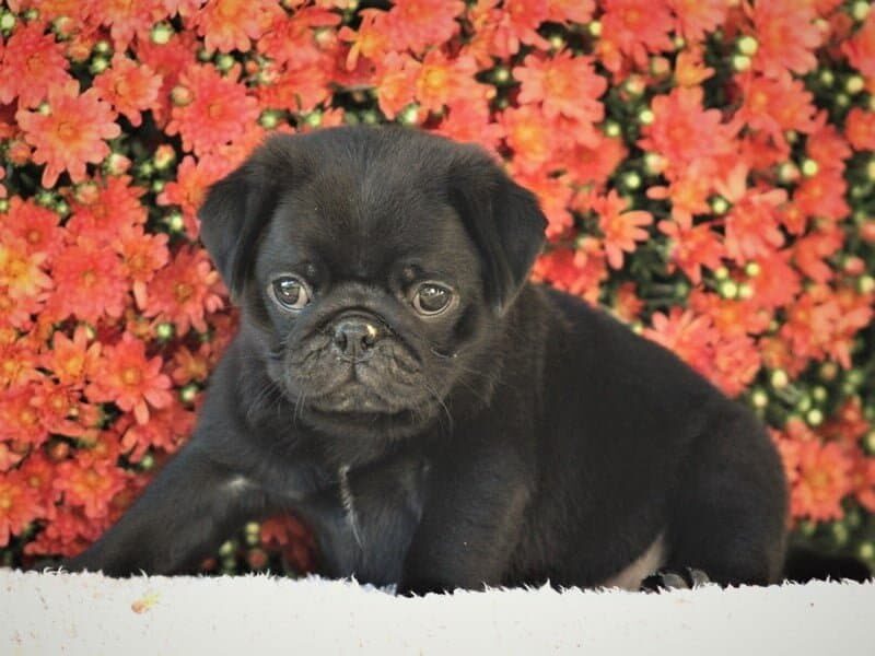 Oliver, a Pug puppy in Kentucky.