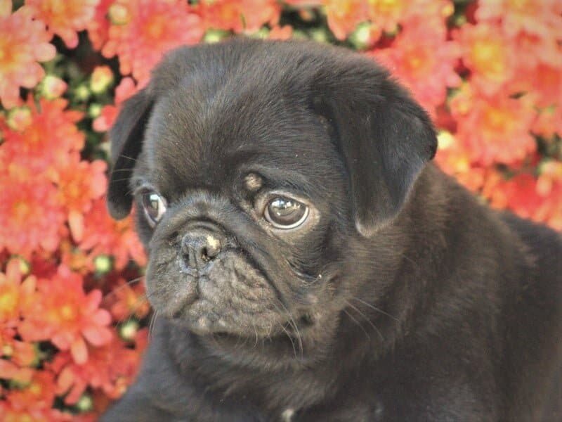 Oliver, a Pug puppy in Kentucky.