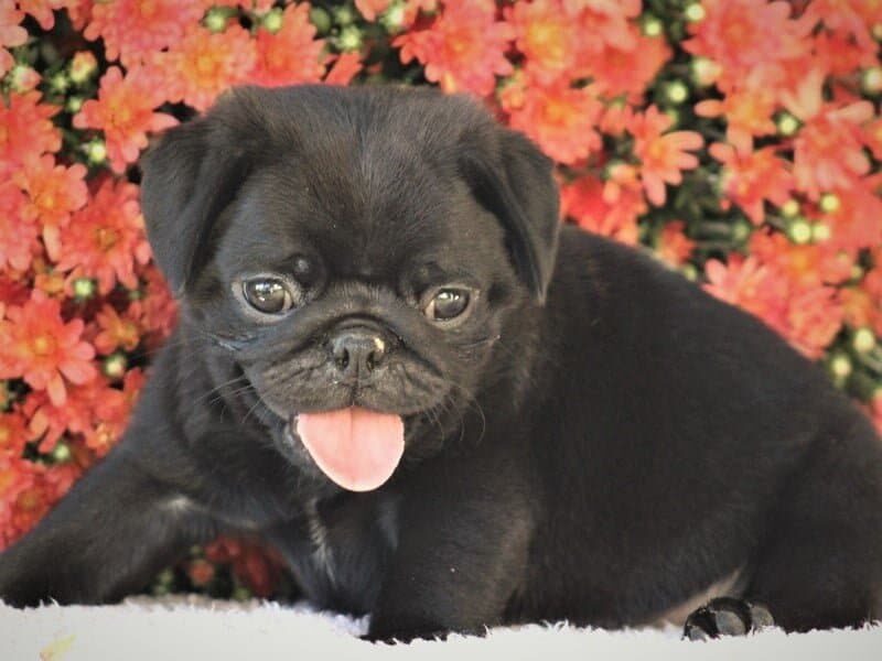 Oliver, a Pug puppy in Kentucky.