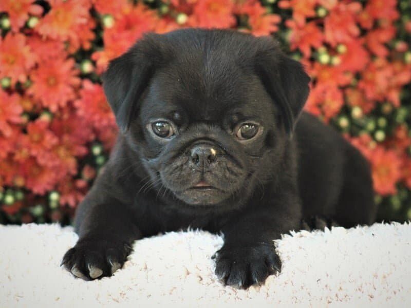 Oliver, a Pug puppy in Kentucky.