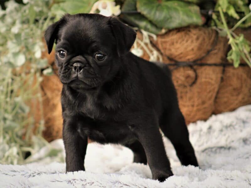 Scottie, a Pug puppy in Kentucky.