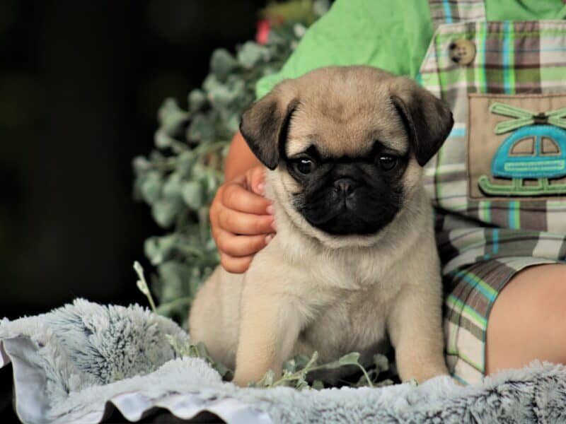 Scout, a Pug puppy at Rocky Top Puppies in Kentucky.