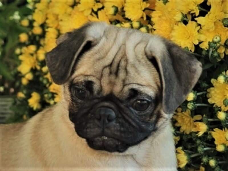Skyler, a Pug puppy in Kentucky.