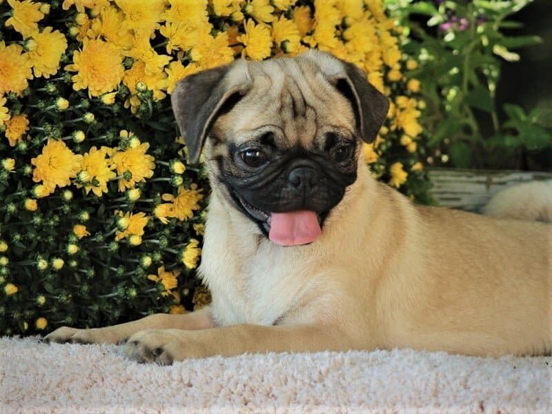 Skyler, a Pug puppy in Kentucky.