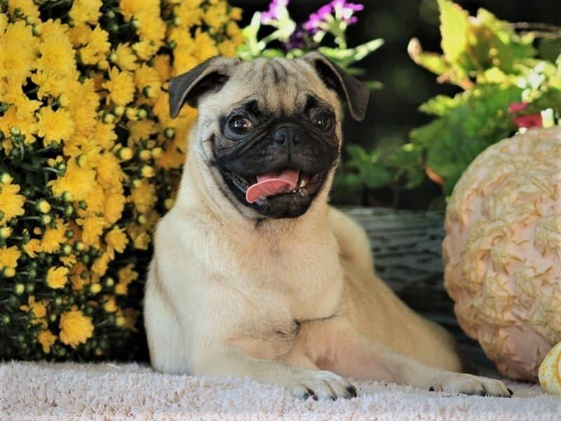 Skyler, a Pug puppy in Kentucky.