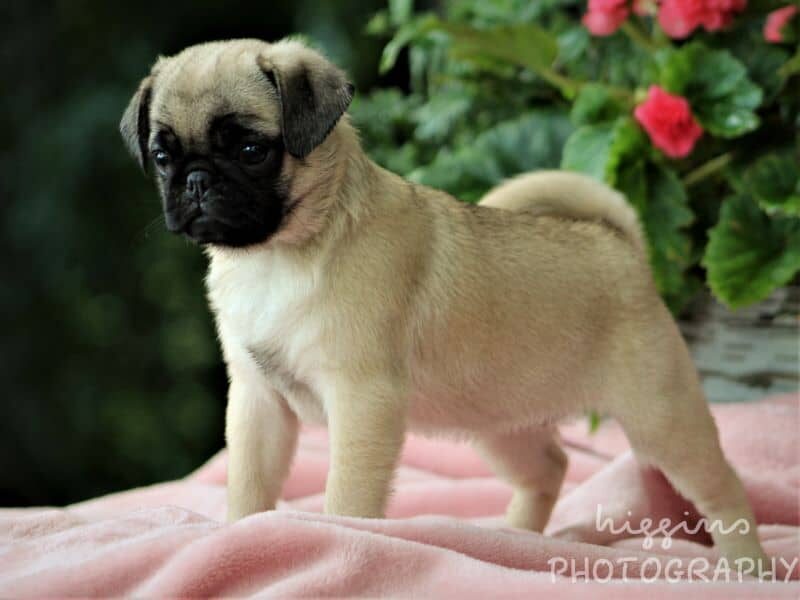 Sophie, a Pug puppy at Rocky Top Puppies in Kentucky.