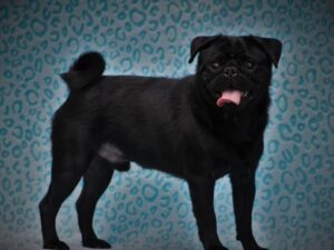 Sire Butch