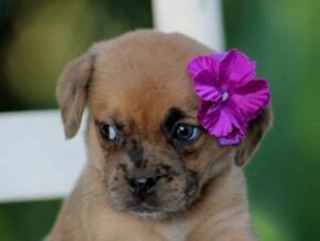 Photo of Roxy