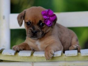 Photo of Roxy