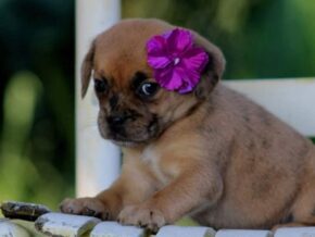 Photo of Roxy