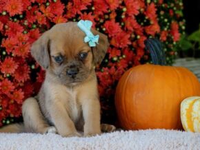 Photo of Rosco