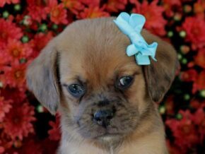 Photo of Rosco