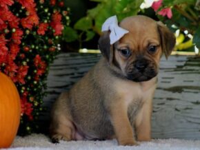 Photo of Remington
