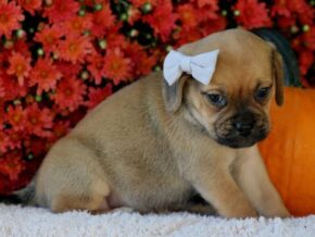 Photo of Remington