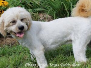 Texas, our Lhasa Apso sire at Rocky Top Puppies