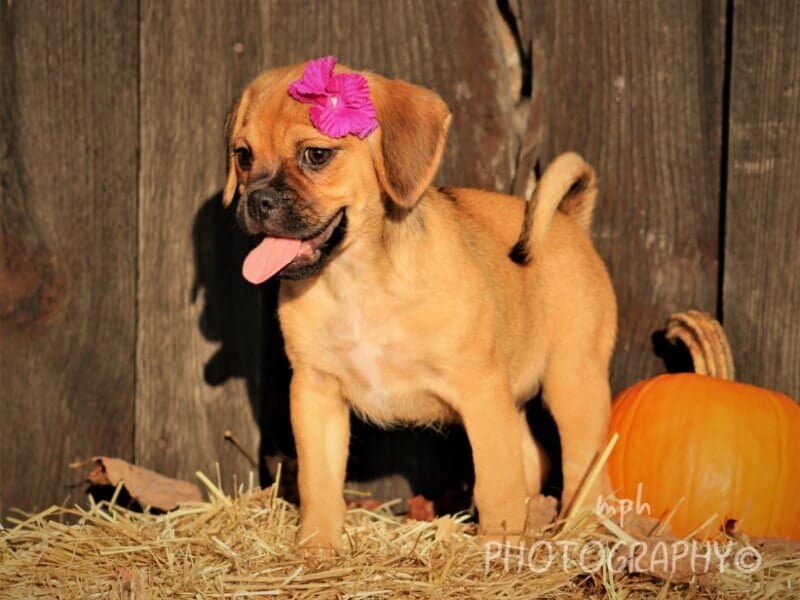 Raelyn, a Puggle puppy at Rocky Top Puppies in Kentucky.