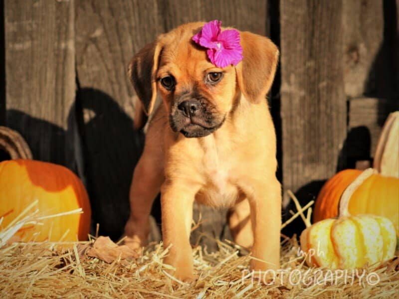 Raelyn, a Puggle puppy at Rocky Top Puppies in Kentucky.