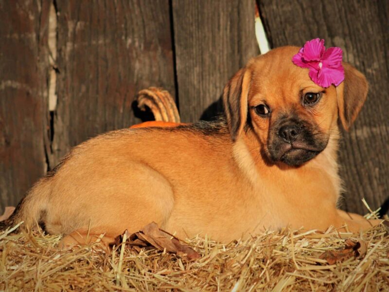 Raelyn, a Puggle puppy at Rocky Top Puppies in Kentucky.