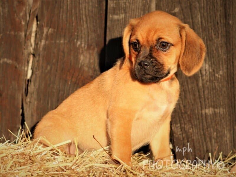 Ranelle, a Puggle puppy in Kentucky.