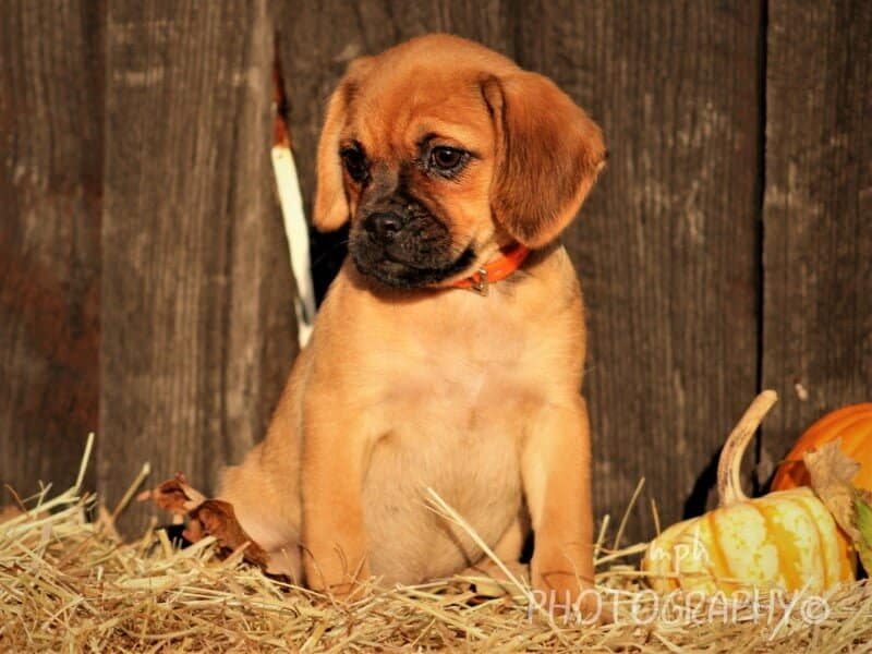 Ranelle, a Puggle puppy in Kentucky.