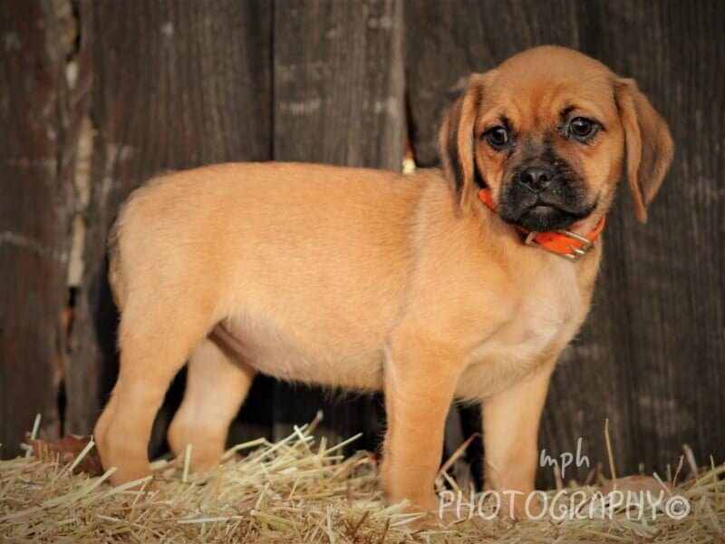 Ranelle, a Puggle puppy in Kentucky.