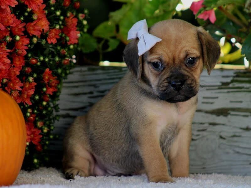 Remington, a Puggle puppy in Kentucky.
