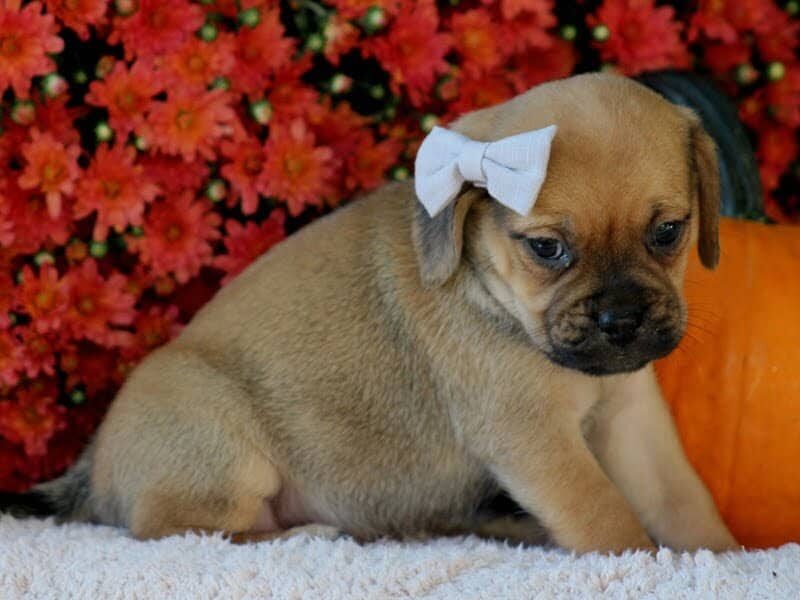 Remington, a Puggle puppy in Kentucky.