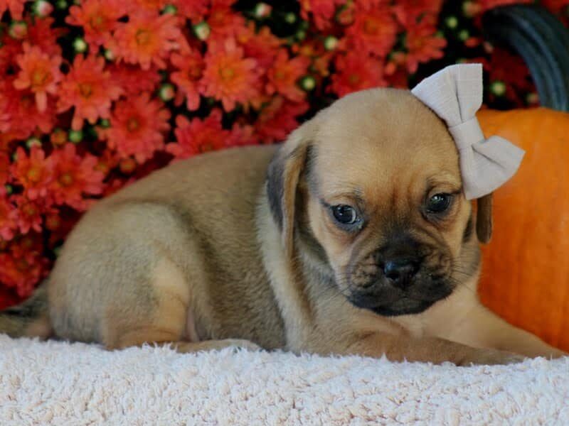 Remington, a Puggle puppy in Kentucky.