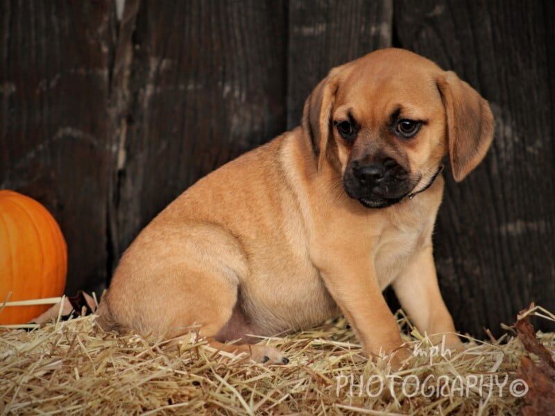 Renee, a Puggle puppy at Rocky Top Puppies in Kentucky.