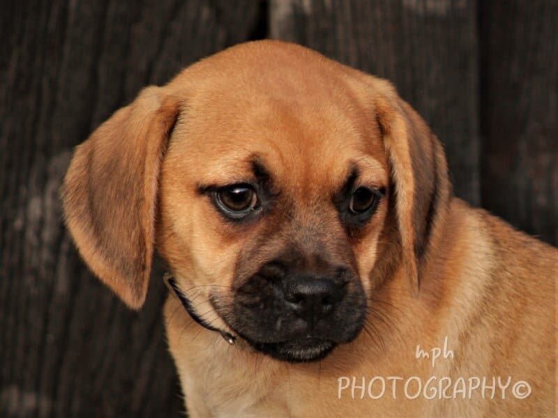 Renee, a Puggle puppy at Rocky Top Puppies in Kentucky.