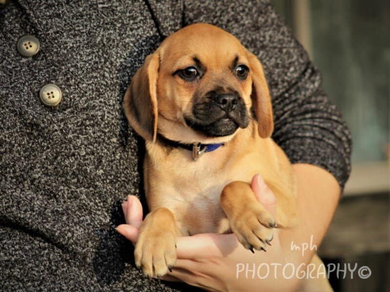 Renee, a Puggle puppy at Rocky Top Puppies in Kentucky.