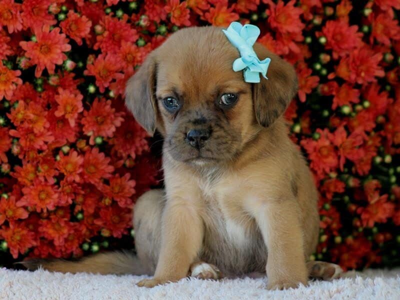 Rosco, a Puggle puppy in Kentucky.