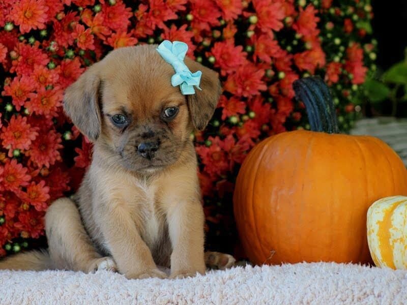 Rosco, a Puggle puppy in Kentucky.